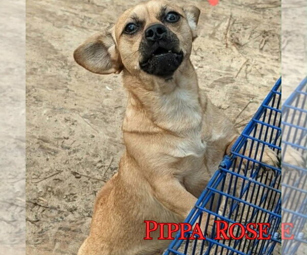 Medium Photo #10 Dachshund-Unknown Mix Puppy For Sale in San Antonio, TX, USA