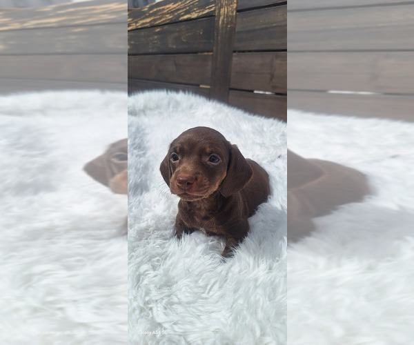 Medium Photo #12 Dachshund Puppy For Sale in TWENTYNINE PALMS, CA, USA