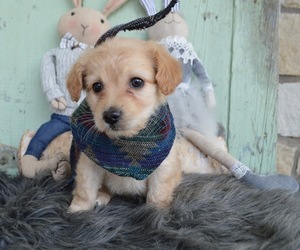 F2 Aussiedoodle Puppy for sale in HONEY BROOK, PA, USA