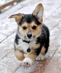 Pembroke Welsh Corgi Puppy for sale in PALM SPRINGS, CA, USA