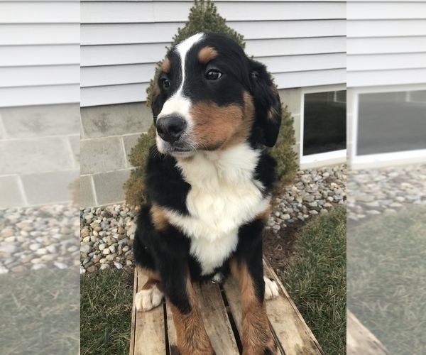 Medium Photo #3 Bernese Mountain Dog Puppy For Sale in GOSHEN, IN, USA