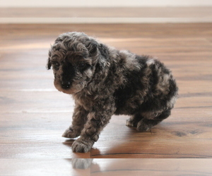 Poodle (Toy) Puppy for sale in EVART, MI, USA