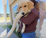 Small #2 Golden Retriever Mix