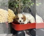 Small Photo #5 Cavalier King Charles Spaniel Puppy For Sale in CANOGA, NY, USA