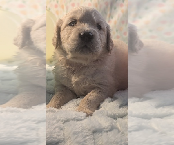 Medium Photo #11 Golden Retriever Puppy For Sale in MODESTO, CA, USA