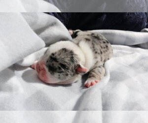 English Bulldog Puppy for sale in NAPLES, FL, USA