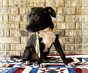 Curly - Male Bulldog-Catahoula Leopard Dog Mix Dog for Adoption - Photo #3