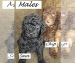 Small Photo #3 Aussie-Poo-Aussiedoodle Mix Puppy For Sale in LINCOLN, AL, USA