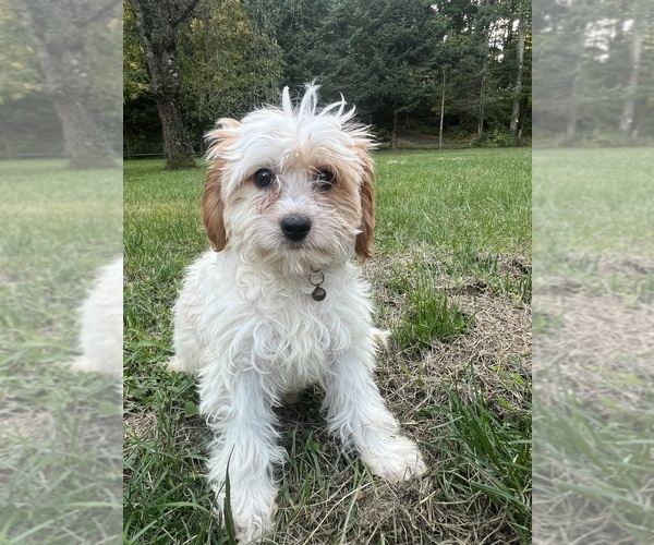 Medium Photo #24 Cavapoo-Poodle (Miniature) Mix Puppy For Sale in DURHAM, CT, USA
