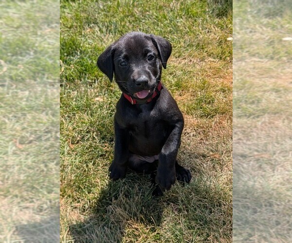 Medium Photo #11 Labrador Retriever Puppy For Sale in WISNER, NE, USA