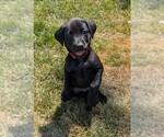 Small #10 Labrador Retriever
