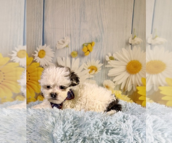 Medium Photo #6 ShihPoo Puppy For Sale in RIPLEY, MS, USA