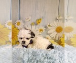 Small #5 ShihPoo