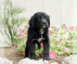 Small Photo #2 Australian Retriever Puppy For Sale in BRISTOL, IN, USA