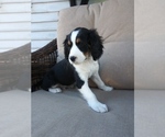 Small Photo #11 Australian Shepherd-Cavalier King Charles Spaniel Mix Puppy For Sale in HOWLAND, OH, USA