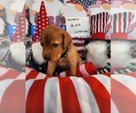 Small Photo #1 Labrador Retriever Puppy For Sale in BUFFALO, NY, USA