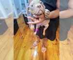 Puppy Puppy 3 F1 American Bully