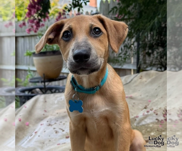 Medium Photo #5 Dachshund-Unknown Mix Puppy For Sale in Washington, DC, USA