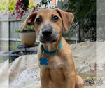 Small #4 Dachshund Mix