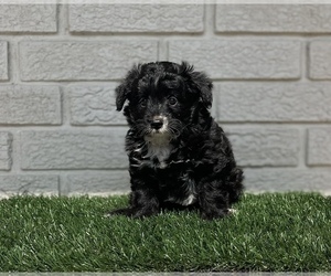 Aussiedoodle Miniature -Poodle (Toy) Mix Dog for Adoption in EL CAMPO, Texas USA