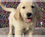 Small #3 Golden Retriever