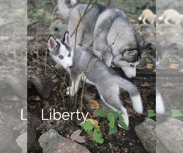 Medium Photo #1 Siberian Husky Puppy For Sale in STANHOPE, NJ, USA