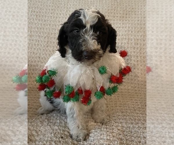 Medium Photo #1 Poodle (Standard) Puppy For Sale in POWELL, TN, USA
