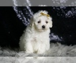 Small #1 Maltipoo (Miniature)