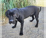 Small #3 Labrador Retriever Mix