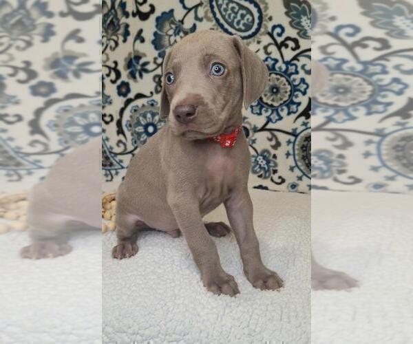 Medium Photo #2 Weimaraner Puppy For Sale in LEWISBURG, KY, USA