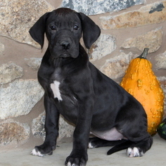 Great Dane Puppy for sale in GAP, PA, USA
