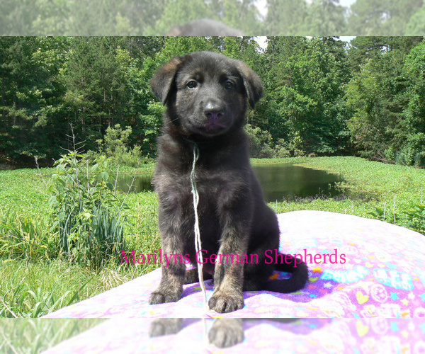 Medium Photo #2 German Shepherd Dog Puppy For Sale in PIEDMONT, MO, USA