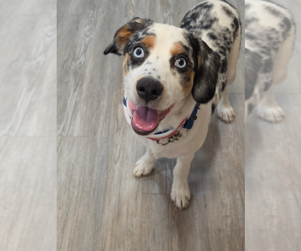 Medium Photo #1 Australian Shepherd-Cocker Spaniel Mix Puppy For Sale in Emmett, ID, USA
