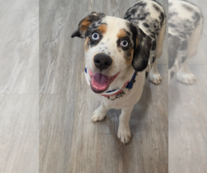 Australian Shepherd-Cocker Spaniel Mix Dogs for adoption in Emmett, ID, USA
