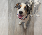 Small Australian Shepherd-Cocker Spaniel Mix