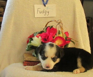 Border Collie-English Shepherd Mix Puppy for sale in SHILOH, OH, USA