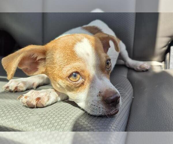 Medium Photo #1 Chihuahua-Unknown Mix Puppy For Sale in San Antonio, TX, USA