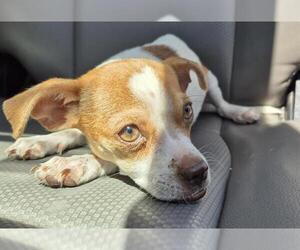 Chihuahua-Unknown Mix Dogs for adoption in San Antonio, TX, USA