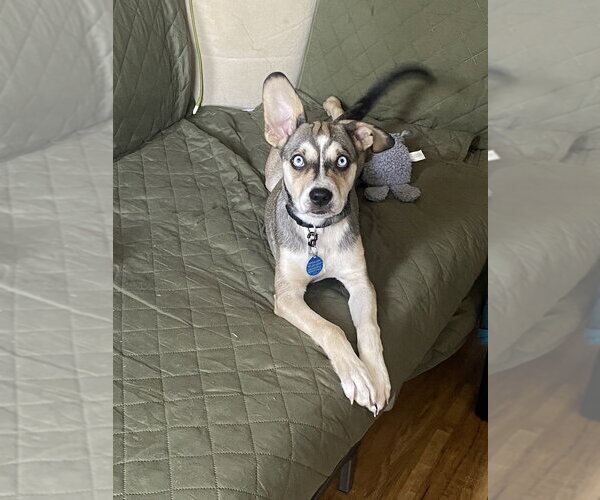 Medium Photo #19 Siberian Husky-Unknown Mix Puppy For Sale in Brooklyn, NY, USA