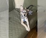 Small #18 Siberian Husky Mix