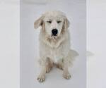 Small #8 Great Pyrenees