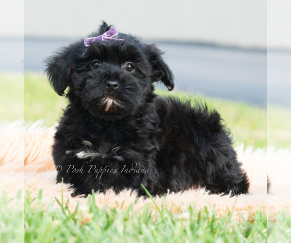 Medium Photo #2 Maltipoo (Toy) Puppy For Sale in WARSAW, IN, USA