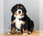 Small #4 Bernese Mountain Dog
