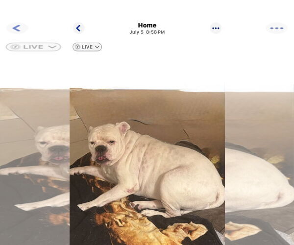 Medium Photo #2 American Bulldog Puppy For Sale in Davie, FL, USA