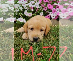 Labrador Retriever Puppy for sale in CLARE, MI, USA