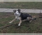 Small #3 Border-Aussie