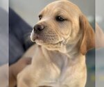Small Photo #4 Golden Labrador Puppy For Sale in San Diego, CA, USA