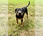 Small #5 Mutt