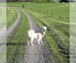 Small Photo #20 English Cream Golden Retriever Puppy For Sale in PROSPECT, VA, USA