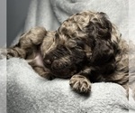 Small Photo #5 Goldendoodle Puppy For Sale in HOWARD CITY, MI, USA